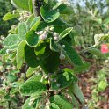 Cotoneaster gracilis fleur P15